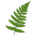 Illustration of a green fern leaf (Polypodiopsida) with a central stem and alternating Royalty Free Stock Photo