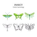 Illustration of Green Lacewings insects Royalty Free Stock Photo