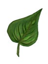 illustration of a green leaf from a tree.