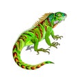 Illustration of green lizard iguana. Wildlife animals. Isolated drawing on white background. Print for fabric, fashion, decoration