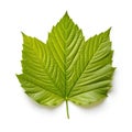 Green maple leaf isolated on white background Royalty Free Stock Photo