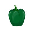 Green Paprica or Bell Pepper Illustration Vector