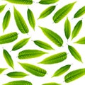 Green rowan leaves isolated on white background