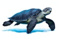 Green Sea Turtle isolated on white background Royalty Free Stock Photo