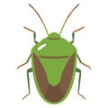 Illustration of a green stink bug