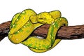 green tree python morelia viridis illustration Royalty Free Stock Photo