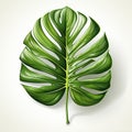 Illustration of green tropical monstera leaf. White background, top view Royalty Free Stock Photo