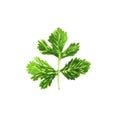 Illustration of a green watercolor parsley sprig