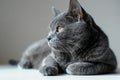 A grey cat is lying down on a white background, high quality, high resolution Royalty Free Stock Photo