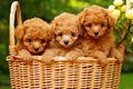 Group of Adorable Poodle Puppies Sitting in a Basket, Generative AI