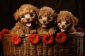 Group of Adorable Poodle Puppies Sitting in a Basket, Generative AI Royalty Free Stock Photo