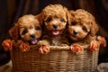 Group of Adorable Poodle Puppies Sitting in a Basket, Generative AI