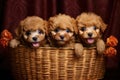 Group of Adorable Poodle Puppies Sitting in a Basket, Generative AI Royalty Free Stock Photo