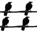 Illustration of a group of crows on top of electrical cables