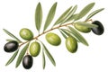 Illustration of a group of green olives with leaves on a white background as a design element for olive packaging.