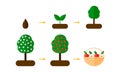 illustration. growth stages of Apple trees. red apples. B