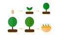 illustration. growth stages of orange trees Blooming oran