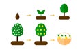 illustration. growth stages of pear trees. Blooming tree.