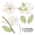 illustration hand draw white flower