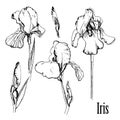 Illustration of hand drawn graphic set of iris. Isolated floral element. Drawing summer flowers.