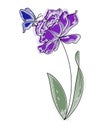 Illustration, hand drawn lilac watercolor iris flower with butterfly, black outline with watercolor spots. Wall art