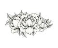 Hand drawn peony flower bouquet isolated on white, spring line art floral illustration with peonies blossom, elegant black floral Royalty Free Stock Photo