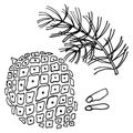 Illustration Of Hand-drawn Pine Cones, Branches And Seeds. Sketch. Design For Coloring