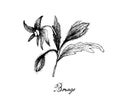 Hand Drawn of Borage Seeds on White Background