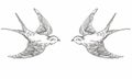 Illustration of hand drawn sketch flying contour birds. Black and white original realistic swallows