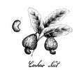 Hand Drawn of Fresh Cashew Nut on A Plant