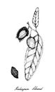 Hand Drawn of Madagascar Almond on A Branch