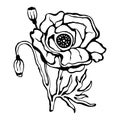 Illustration, hand-drawn stylized contour poppy on a white background. Print, for coloring book.