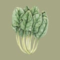 Illustration of Hand drawn vegetable collection Royalty Free Stock Photo