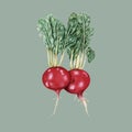 Illustration of Hand drawn vegetable collection Royalty Free Stock Photo