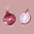 Illustration of Hand drawn vegetable collection onion