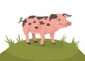 happy pig on a green meadow Royalty Free Stock Photo