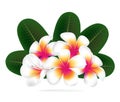 Illustration of Hawaii flower Frangipani, white Plumeria