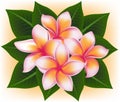 Illustration of Hawaii pink flower Frangipani, plumeria rubra Royalty Free Stock Photo