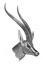 Illustration of head of Antelope in the old book The Encyclopaedia Britannica, vol. 15, by C. Blake, 1883, Edinburgh