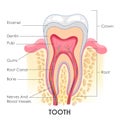 Healthcare and Medical education drawing chart of Human Tooth anatomy for Science Biology study Royalty Free Stock Photo