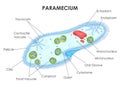 Healthcare and Medical education drawing chart of Paramecium anatomy for Science Biology study