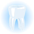 Illustration of a Healthy Tooth