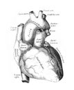 The illustration of the heart and the big vessels in the old book die Anatomie des Menschen, by C. Heitzmann, 1875, Wien Royalty Free Stock Photo