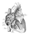 The illustration of the heart in the section in the old book die Anatomie des Menschen, by C. Heitzmann, 1875, Wien Royalty Free Stock Photo