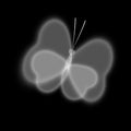 Illustration of heart in x-rays, blur, black and white mask. Butterfly