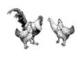 Illustration of hens and