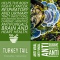 herbalist advise in natural remedies of Turkey tail benefits Royalty Free Stock Photo