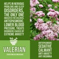 herbalist advise in natural remedies of Valerian benefits