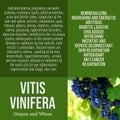 herbalist advise in natural remedies of Vitis vinifera benefits