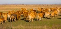 Illustration of herd of cows in the steppes of Hortobagy